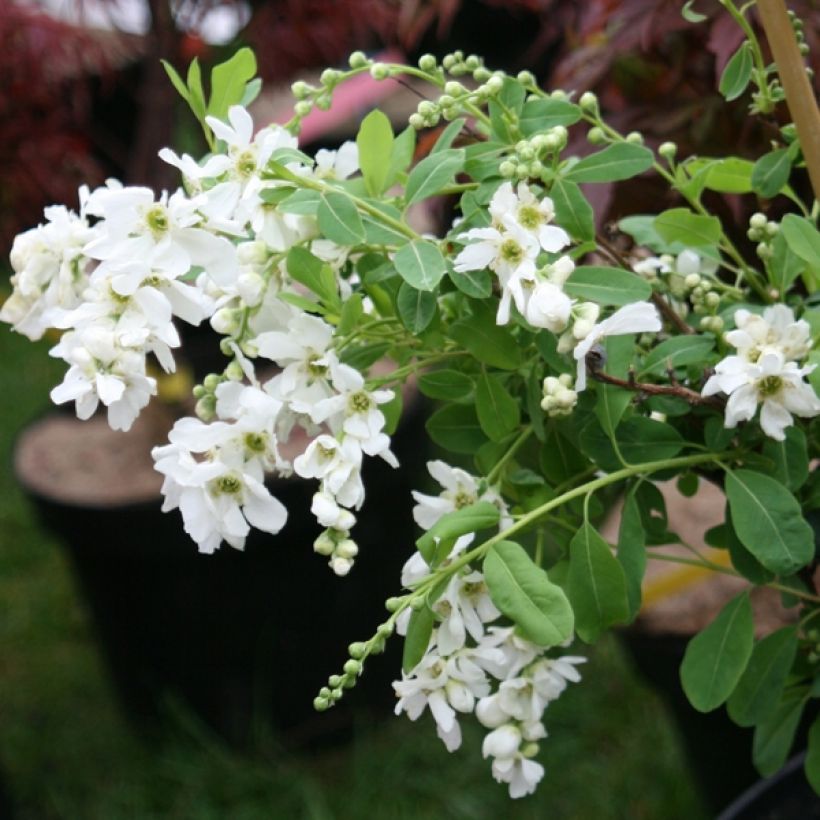 Exochorda macrantha The Bride (Plant habit)