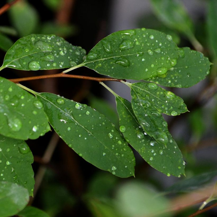 Exochorda macrantha The Bride (Foliage)
