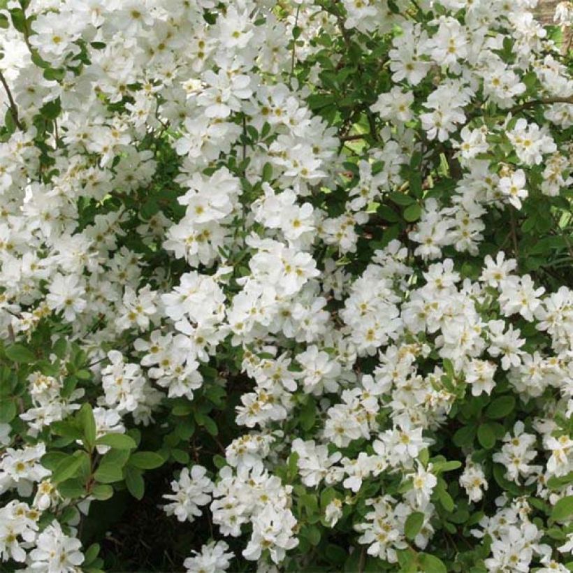 Exochorda macrantha The Bride (Flowering)