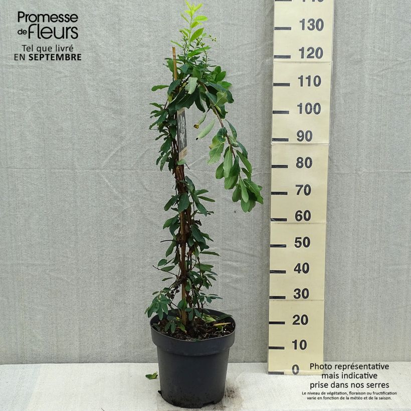 Esemplare di Exochorda macrantha The Bride Vaso da 7,5L/10L come consegnato in autunno