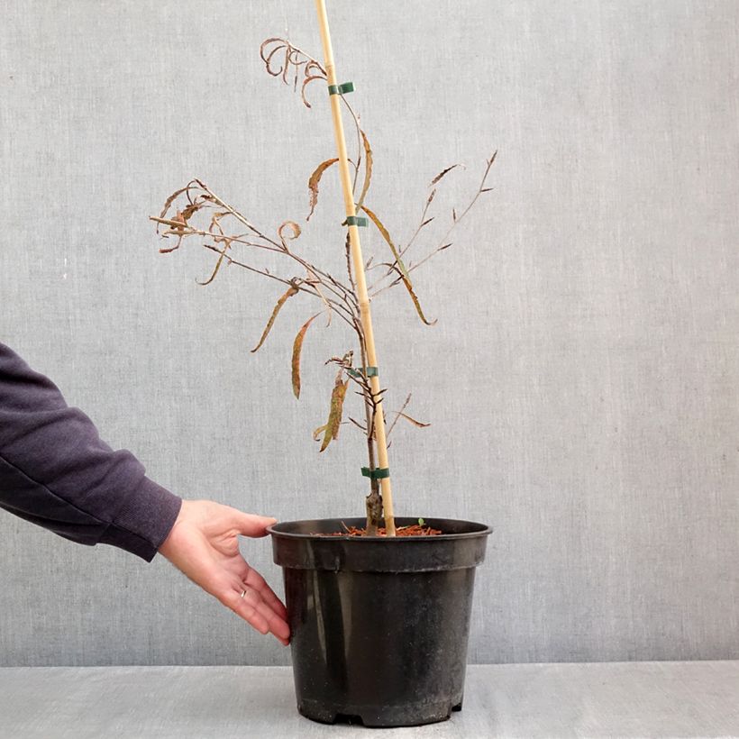 Esemplare di Fagus sylvatica Ansorgei - Faggio Vaso da 4L/5L come consegnato in autunno