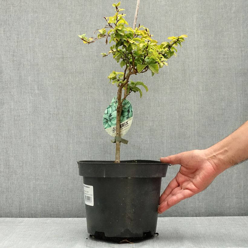 Esemplare di Fagus sylvatica Asterix - Faggio nano Vaso da 4L/5L consegnato in estate