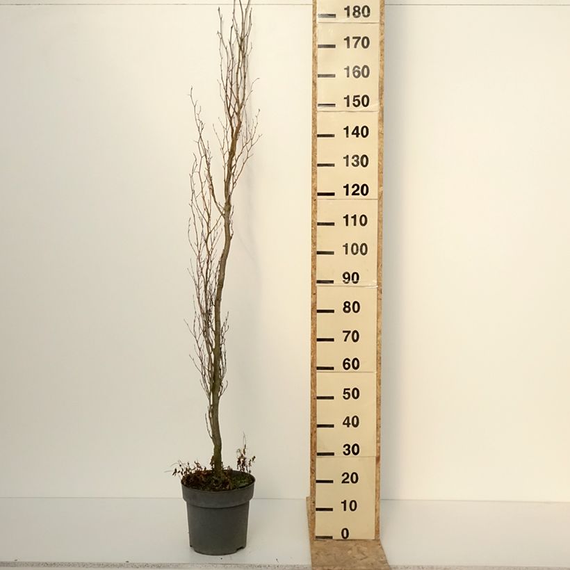 Fagus sylvatica Callista - Hêtre commun Pot de 7,5L/10L esemplare consegnato in inverno