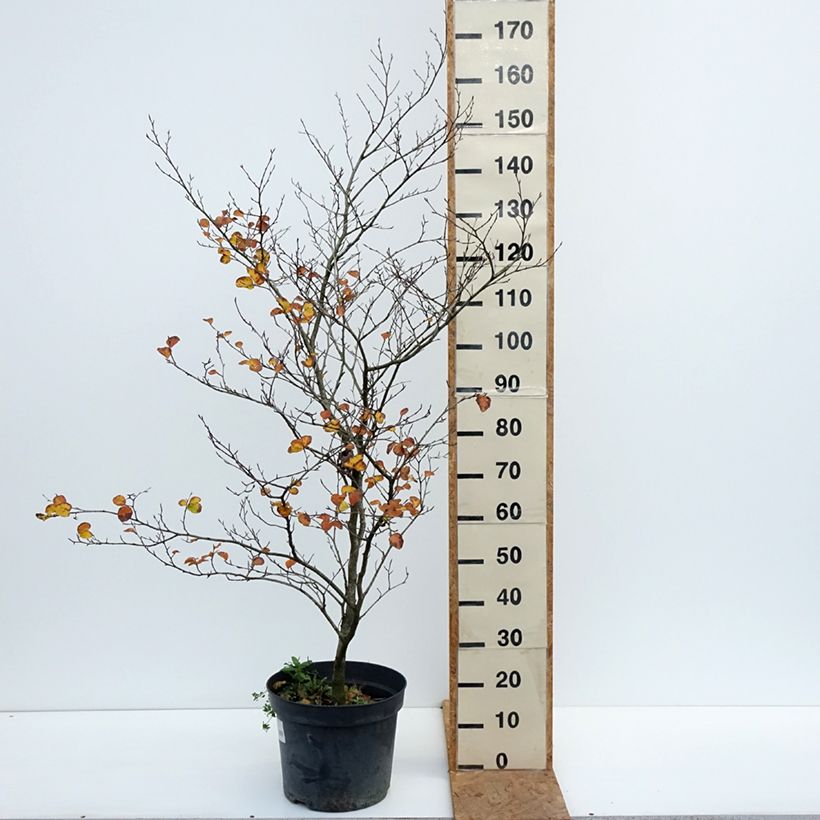 Esemplare di Fagus sylvatica Cockleshell - Faggio Vaso da 12L/15L come consegnato in autunno