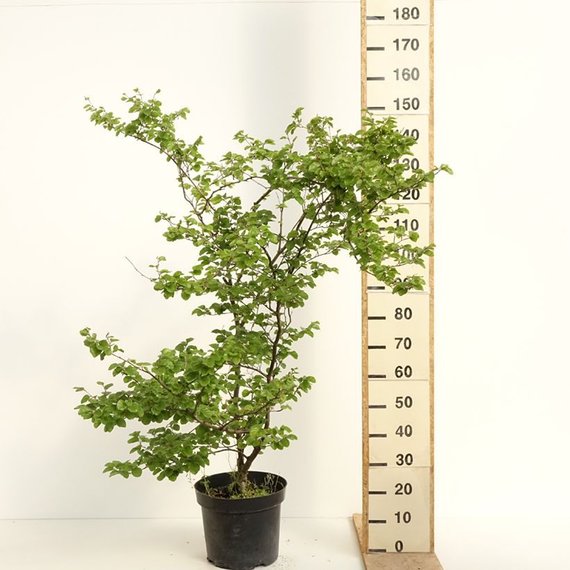 Fagus sylvatica Cockleshell - Faggio Vaso da 12L/15L esemplare consegnato in primavera