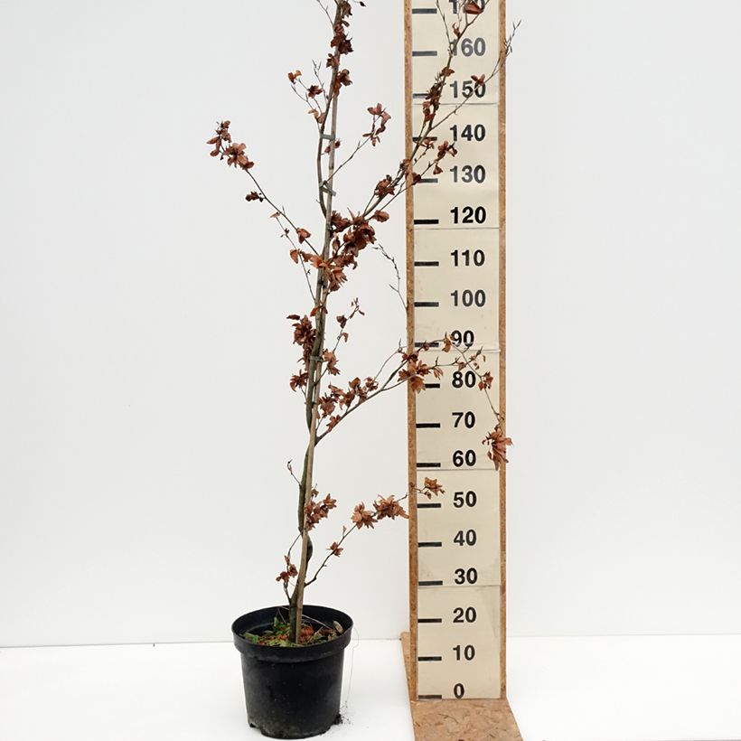 Esemplare di Fagus sylvatica Cristata - Faggio Vaso da 7,5L/10L come consegnato in autunno