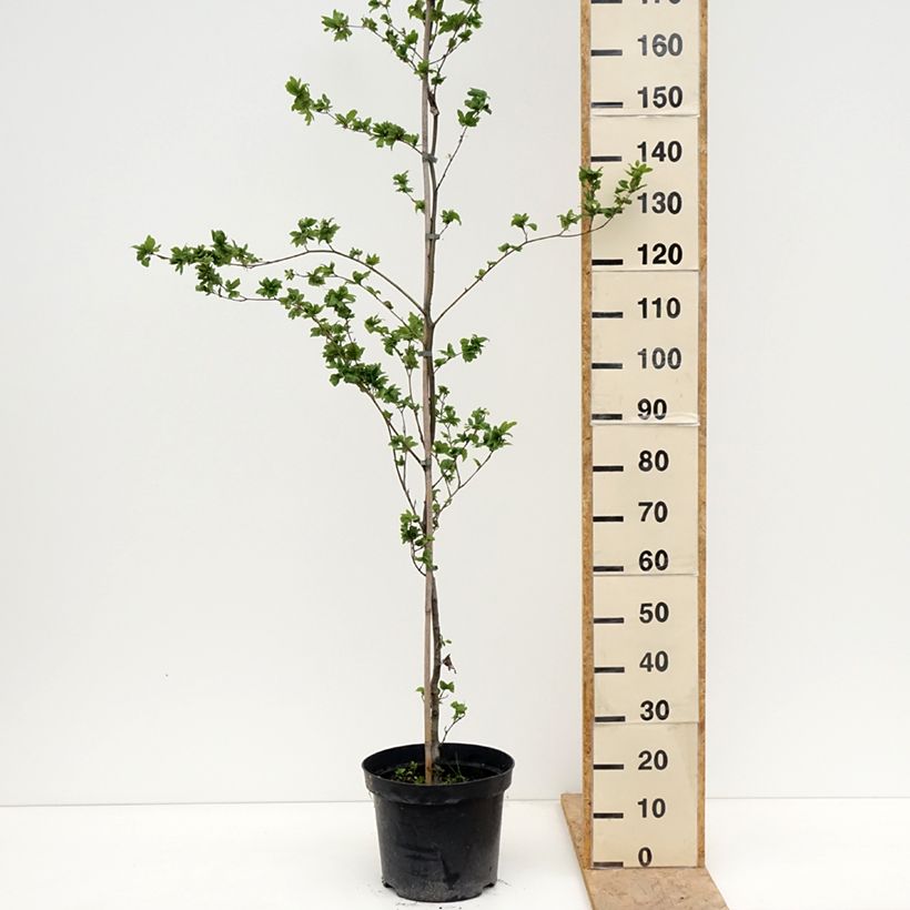 Example of Fagus sylvatica Cristata - Faggio Vaso da 7,5L/10L as you get in printemps