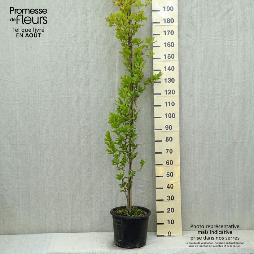 Esemplare di Fagus sylvatica Dawyck Gold - Faggio fastigiato dorato Vaso da 7,5L/10L consegnato in estate