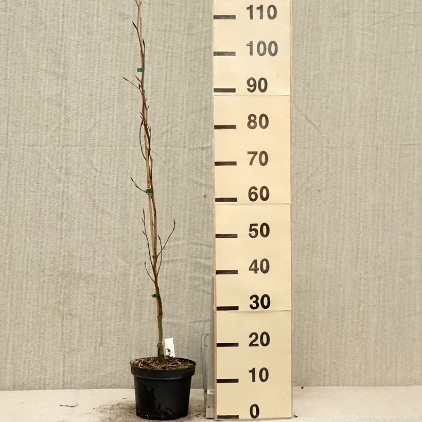 Example of Fagus sylvatica Dawyck Gold - Faggio fastigiato dorato Vaso da 2L/3L as you get in printemps