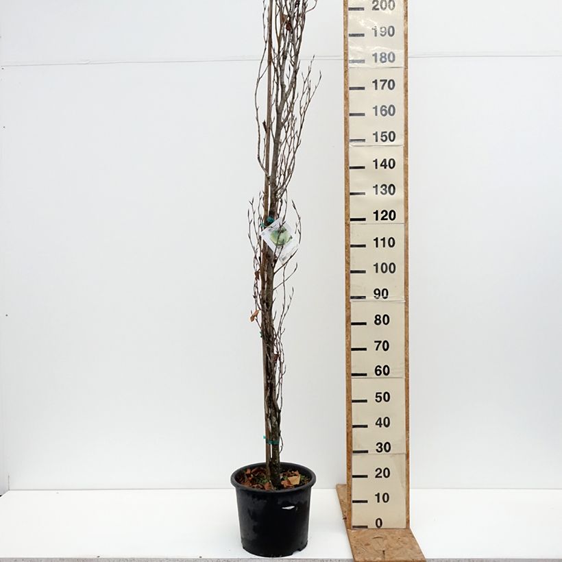 Esemplare di Fagus sylvatica Dawyck Gold - Faggio fastigiato dorato Vaso da 7,5L/10L come consegnato in autunno