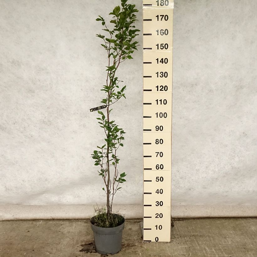 Esemplare di Fagus sylvatica Dawyck - Faggio fastigiato Vaso da 4L/5L consegnato in estate