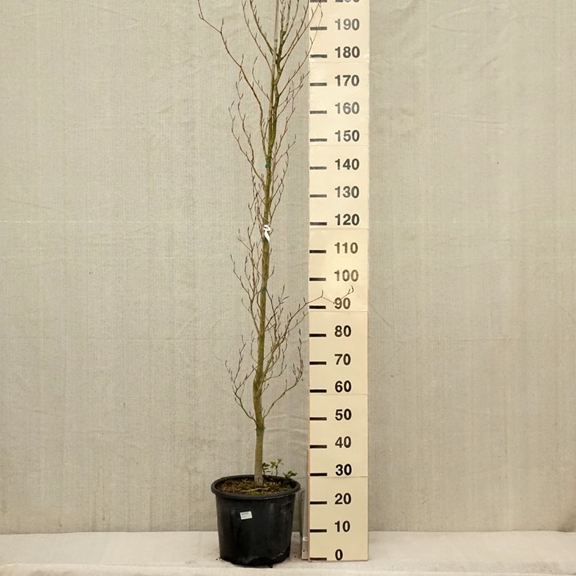 Fagus sylvatica Dawyck Purple - Faggio fastigiato Vaso da 12L/15L esemplare consegnato in primavera