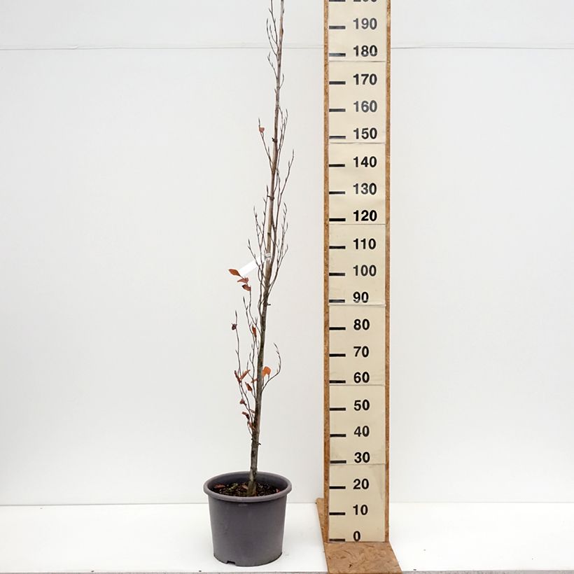 Esemplare di Fagus sylvatica Dawyck Purple - Faggio fastigiato Vaso da 12L/15L come consegnato in autunno