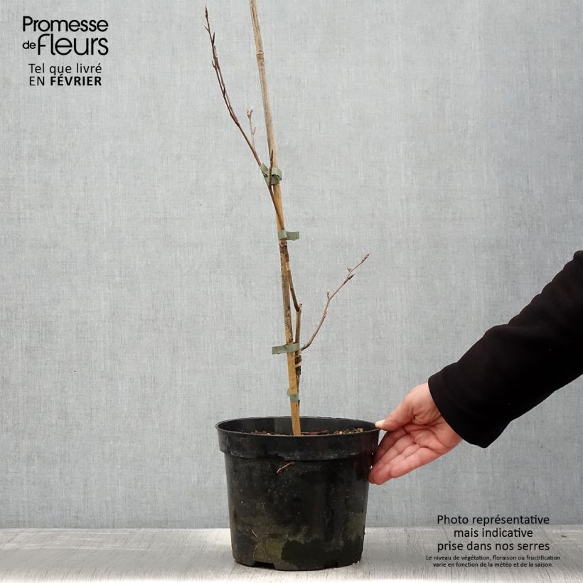 Fagus sylvatica f. suentelensis - Faggio Vaso da 4L/5L esemplare consegnato in inverno