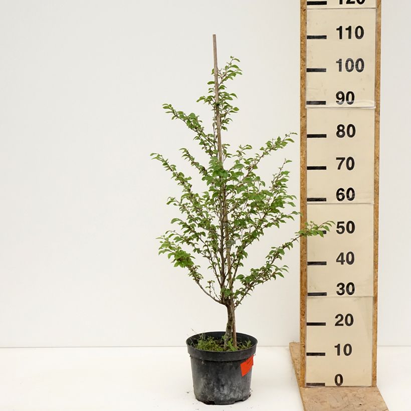 Example of Fagus sylvatica Felderbach - Faggio nano Vaso da 4L/5L as you get in printemps