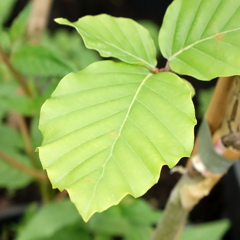Fagus sylvatica Franken - Faggio nano (Fogliame)