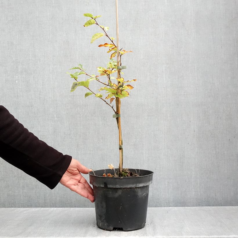 Esemplare di Fagus sylvatica Franken - Faggio nano Vaso da 4L/5L come consegnato in autunno
