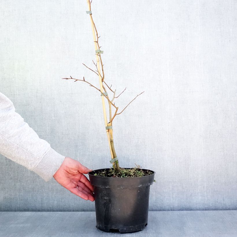 Fagus sylvatica Franken - Faggio nano Vaso da 4L/5L esemplare consegnato in primavera