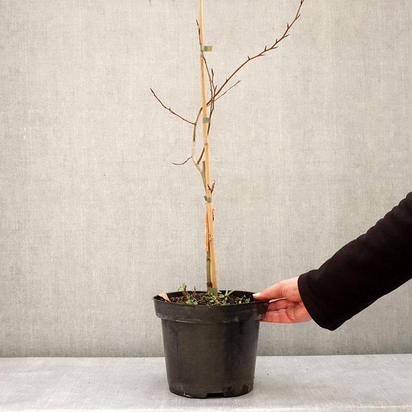 Fagus sylvatica Franken - Hêtre nain panaché de blanc Pot de 4L/5L esemplare consegnato in inverno