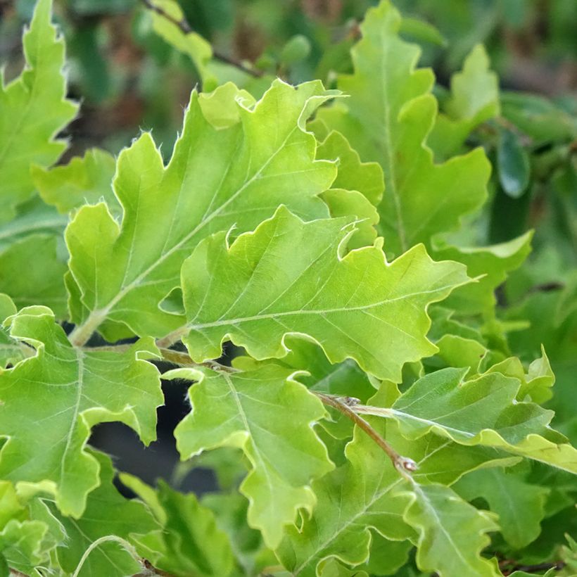 Fagus sylvatica Interrupta - Faggio (Fogliame)