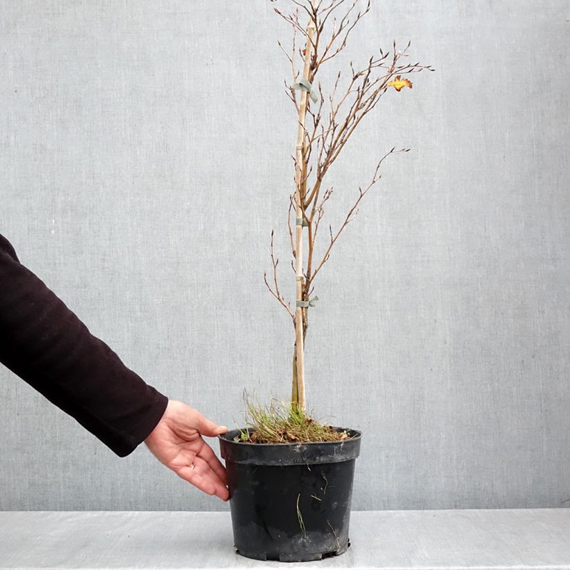 Esemplare di Fagus sylvatica Interrupta - Faggio Vaso da 4L/5L come consegnato in autunno