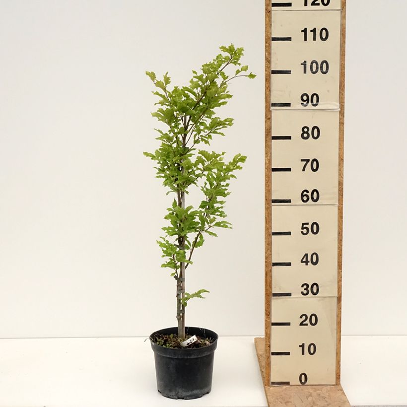 Fagus sylvatica Interrupta - Faggio Vaso da 4L/5L esemplare consegnato in primavera