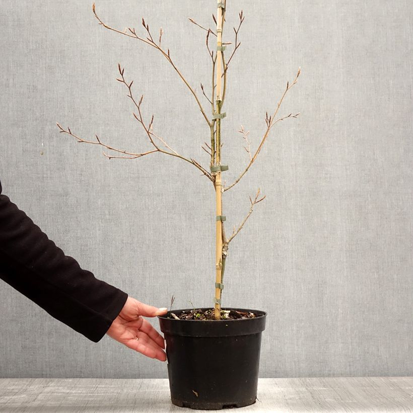 Example of Fagus sylvatica Marmor Star - Faggio Vaso da 4L/5L as you get in printemps