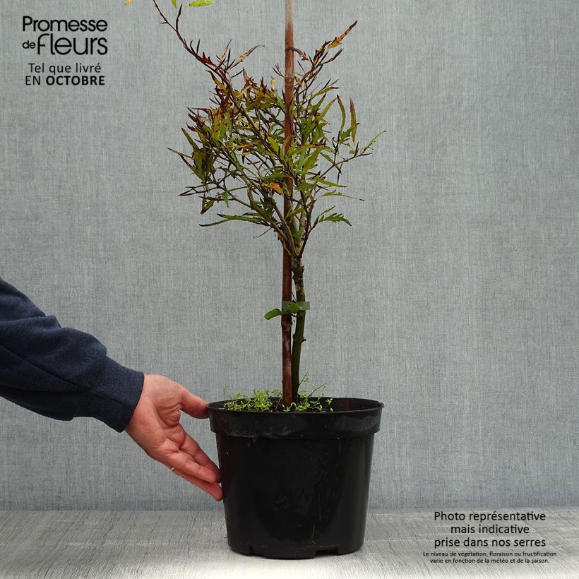 Esemplare di Fagus sylvatica Mercedes - Hêtre nain Pot de 4L/5L come consegnato in autunno
