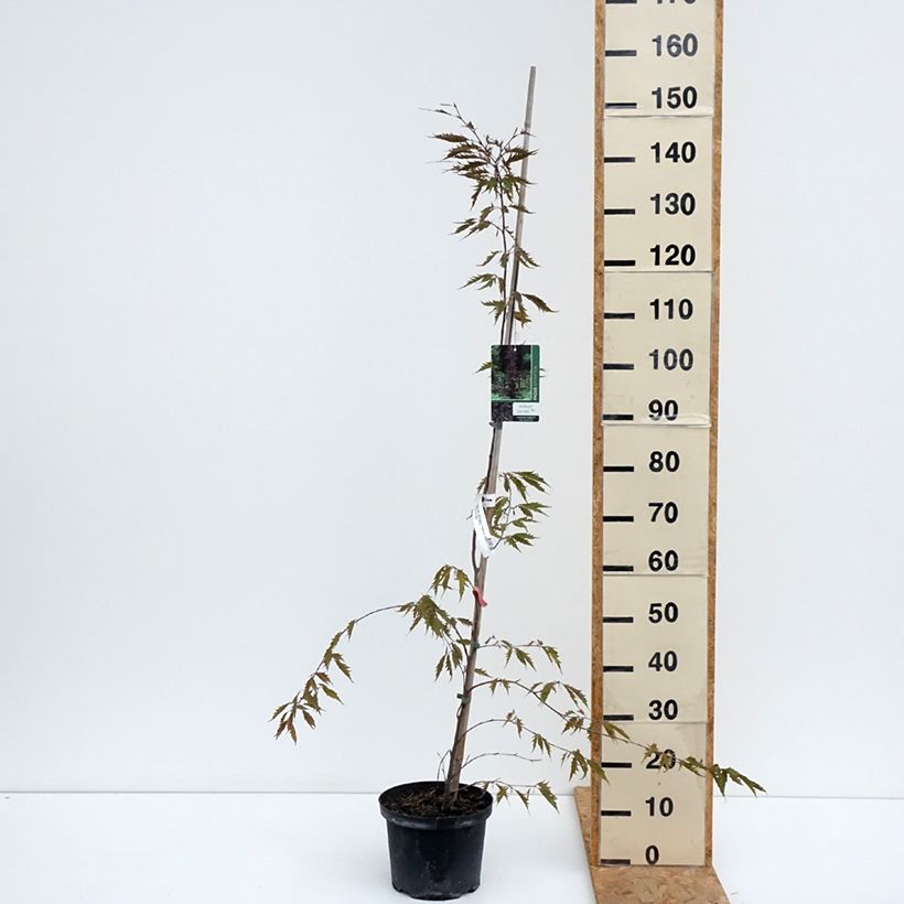 Esemplare di Fagus sylvatica Midnight Feather - Faggio Vaso da 4L/5L consegnato in estate