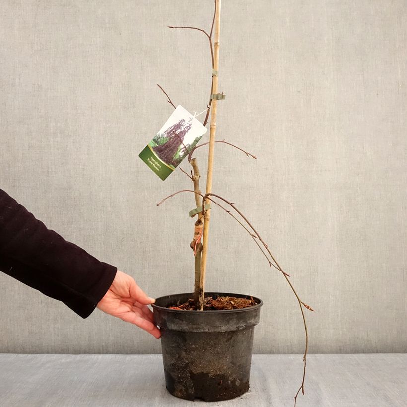 Fagus sylvatica Purple Fountain - Faggio Vaso da 4L/5L esemplare consegnato in inverno