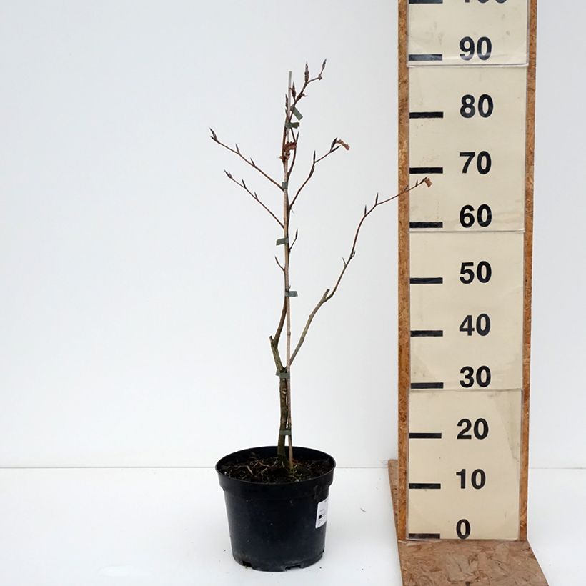 Example of Fagus sylvatica Rohan Gold - Faggio Vaso da 4L/5L as you get in hiver