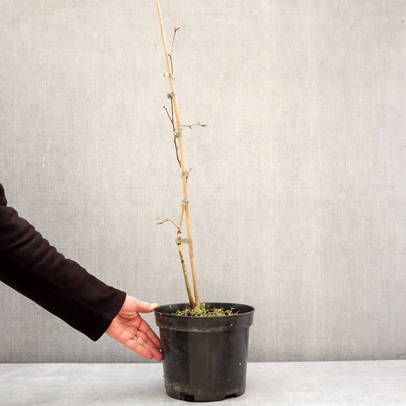 Fagus sylvatica Rohan Green Weeping - Faggio Vaso da 4L/5L, Vaso impalcato esemplare consegnato in inverno
