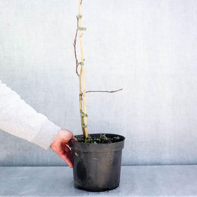 Fagus sylvatica Rohan Green Weeping - Faggio Vaso da 4L/5L, Vaso impalcato esemplare consegnato in primavera