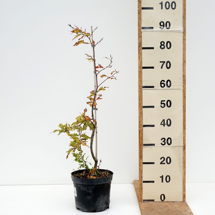 Esemplare di Fagus sylvatica Rohan Green Weeping - Faggio Vaso da 4L/5L, Vaso impalcato come consegnato in autunno