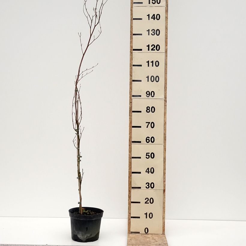 Fagus sylvatica Rohan Minaret - Hêtre pourpre colonnaire Pot de 4L/5L esemplare consegnato in inverno