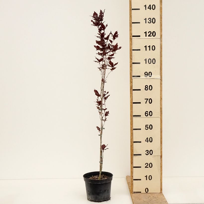 Fagus sylvatica Rohan Minaret - Faggio ramato colonnare Vaso da 4L/5L esemplare consegnato in primavera