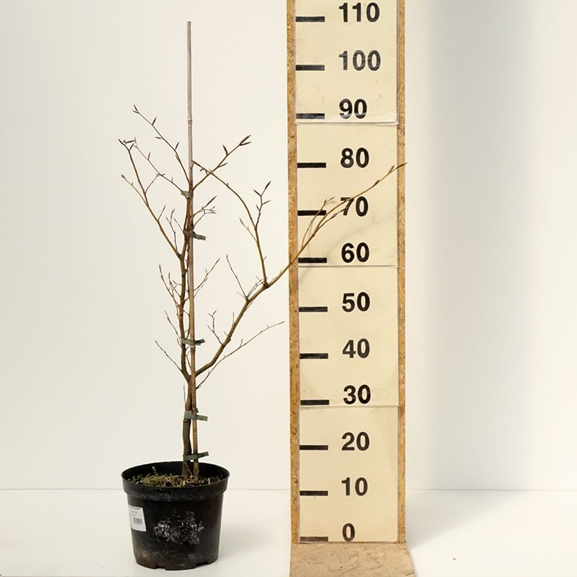 Fagus sylvatica Rolf Marquardt - Faggio Vaso da 4L/5L esemplare consegnato in primavera