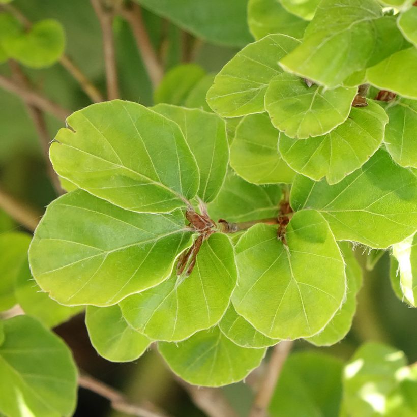 Fagus sylvatica Rotundifolia - Faggio (Fogliame)