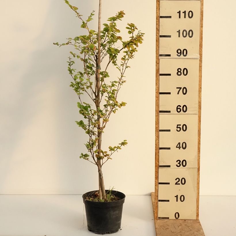Esemplare di Fagus sylvatica Rotundifolia - Faggio Vaso da 4L/5L consegnato in estate