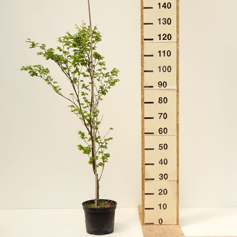 Fagus sylvatica Rotundifolia - Faggio Vaso da 4L/5L esemplare consegnato in primavera