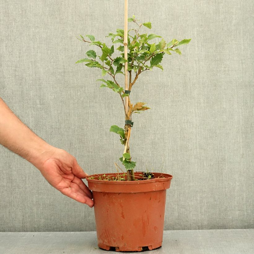 Esemplare di Fagus sylvatica Sandrode - Faggio nano Vaso da 4L/5L consegnato in estate