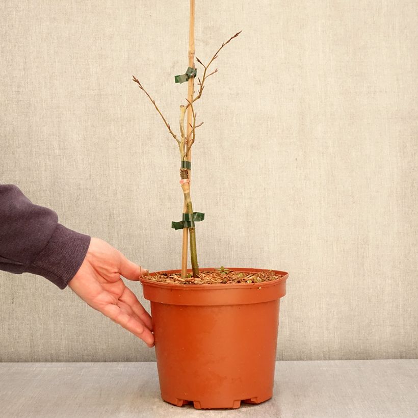 Fagus sylvatica Sandrode - Faggio nano Vaso da 4L/5L esemplare consegnato in primavera