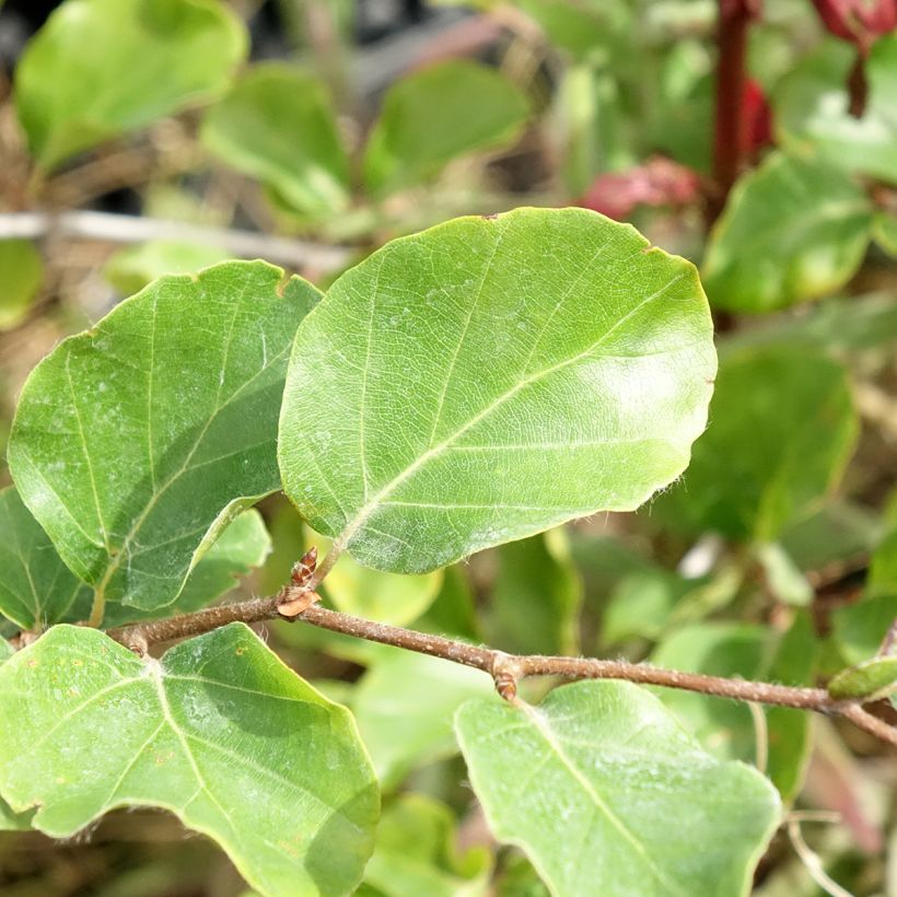 Fagus sylvatica Skrzat - Faggio nano (Fogliame)
