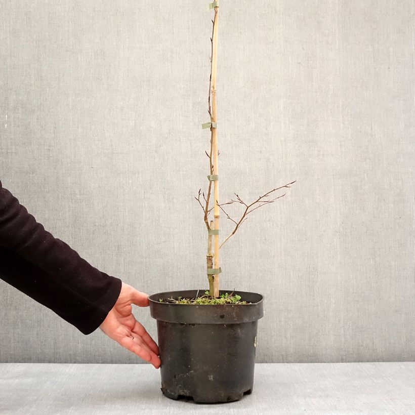 Fagus sylvatica Skrzat - Hêtre nain Pot de 4L/5L esemplare consegnato in inverno