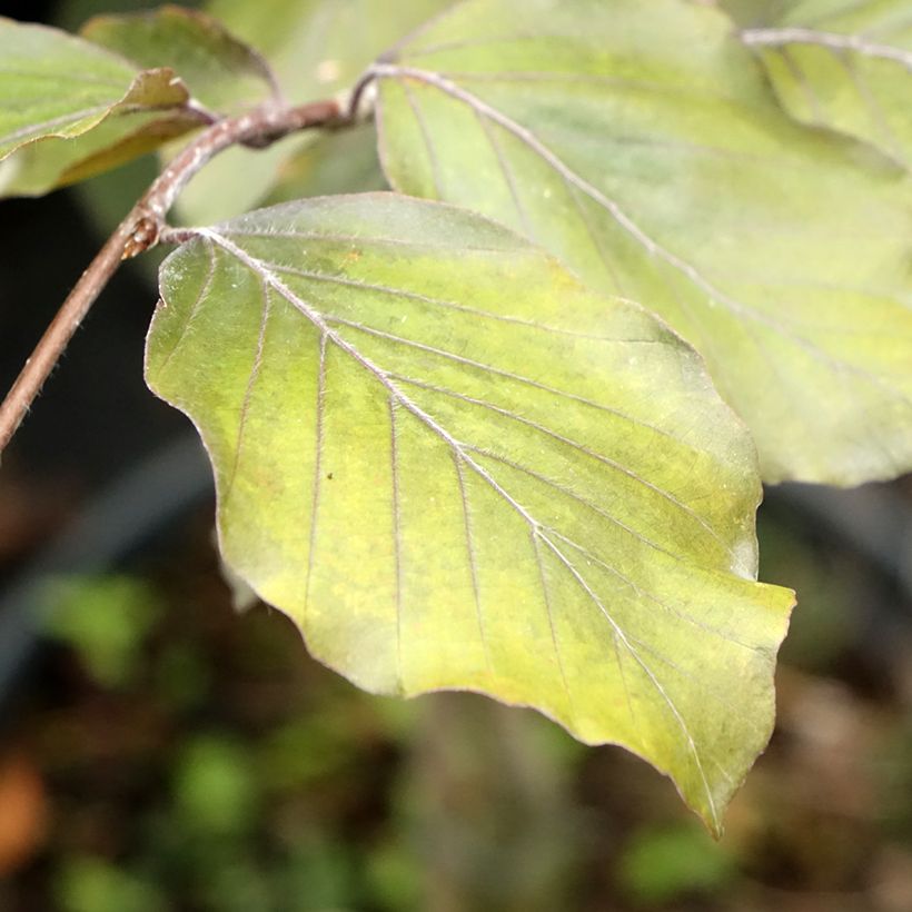 Fagus sylvatica Swat Magret - Faggio (Foliage)