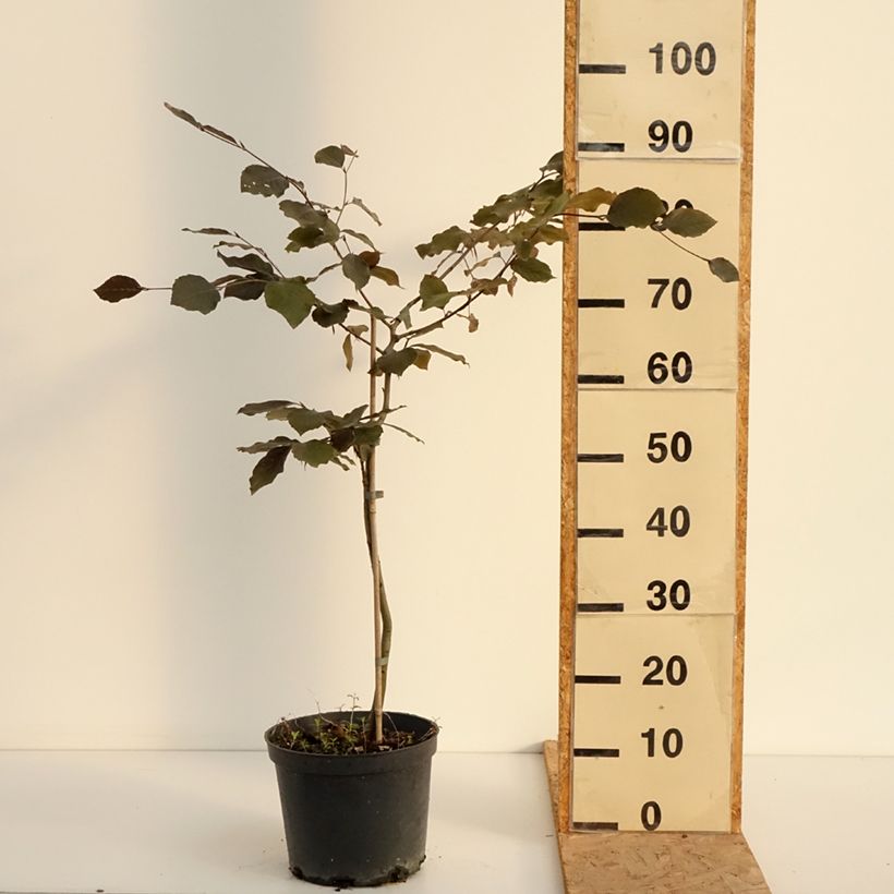 Esemplare di Fagus sylvatica Swat Magret - Faggio Vaso da 4L/5L consegnato in estate