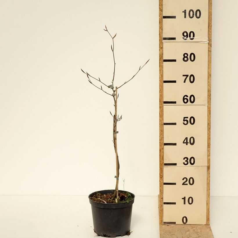 Example of Fagus sylvatica Swat Magret - Faggio Vaso da 4L/5L as you get in printemps
