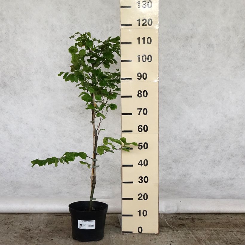 Example of Fagus sylvatica Viridivariegata - Hêtre commun panaché de vert Vaso da 4L/5L as you get in printemps