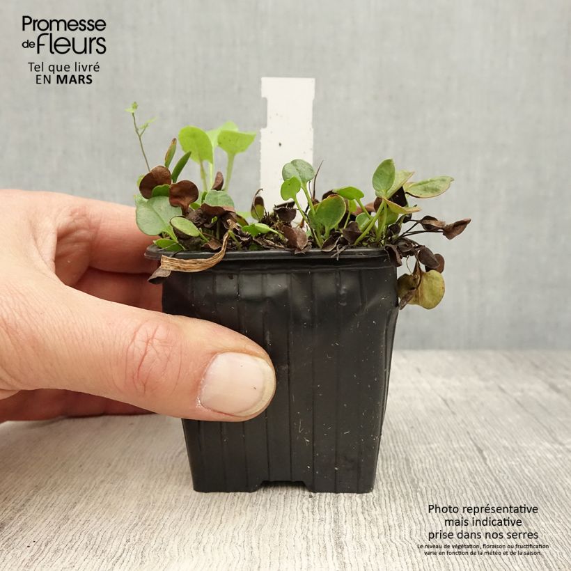 Example of Falkia repens Vasetto da 8/9 cm as you get in printemps