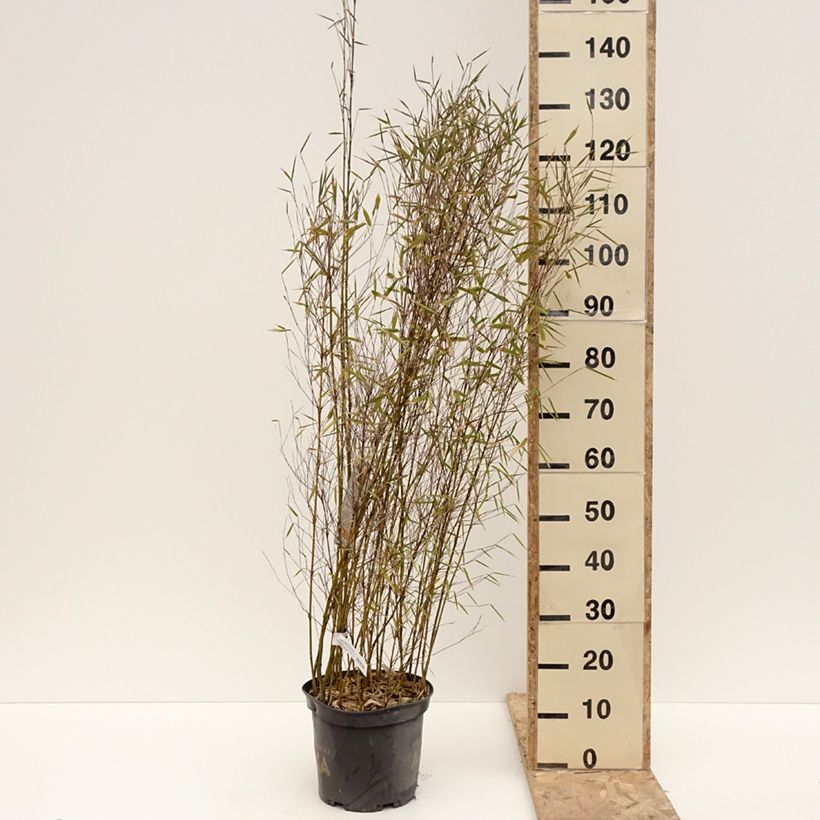 Fargesia Malachite Monkeys Vaso da 7,5L/10L esemplare consegnato in inverno